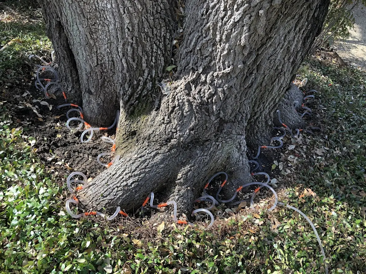 Detailed Tree Cabling and Bracing job site in Fort Hancock