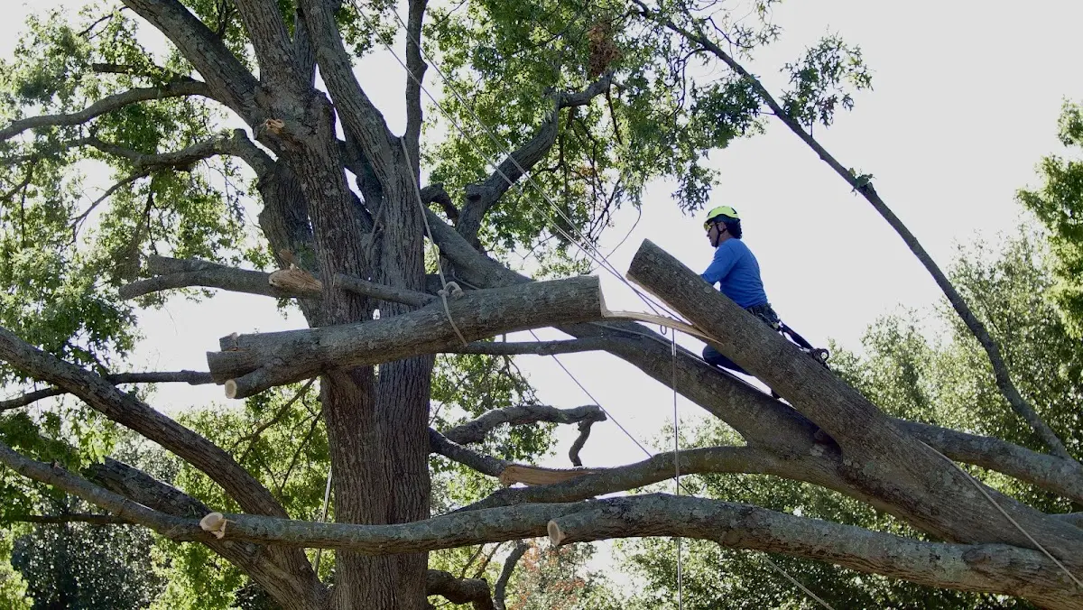 Professional Crown Thinning performed by certified arborists in Fort Hancock