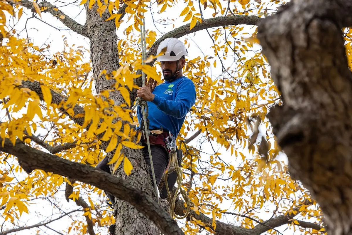 Skilled Tree Planing crew working in Fort Hancock